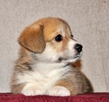 38 дней Loredge A Beautiful Girl