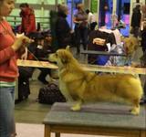 11 мес Loredge And Winner Take It All At Linvud