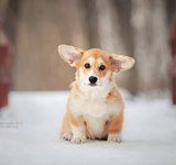 3 мес Loredge A Beautiful Girl