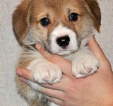 38 дней вельш корги пемброк, Loredge Agent Good Luck, питомник Лоредж
