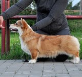 6 мес Loredge A Beautiful Girl For Diastar