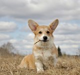 4,5 мес Loredge Amberynlea's Inspiration