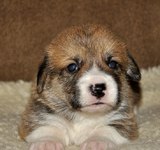 19 дней вельш корги пемброк, Loredge Agent Good Luck, питомник Лоредж