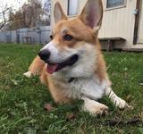 7 мес вельш корги пемброк, Loredge Agent Good Luck, питомник Лоредж