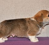 38 дней вельш корги пемброк, Loredge Agent Good Luck, питомник Лоредж