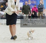4 мес Loredge Amberynlea's Inspiration