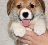 38 дней вельш корги пемброк, Loredge Agent Good Luck, питомник Лоредж