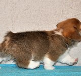 38 дней вельш корги пемброк, Loredge Agent Good Luck, питомник Лоредж