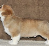 2 мес вельш корги пемброк, Loredge Agent Good Luck, питомник Лоредж
