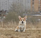 4,5 мес Loredge Amberynlea's Inspiration