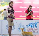 6 мес Loredge Amberynlea's Inspiration