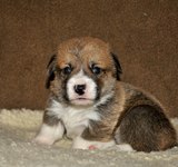 19 дней вельш корги пемброк, Loredge Agent Good Luck, питомник Лоредж