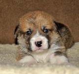 19 дней вельш корги пемброк, Loredge Agent Good Luck, питомник Лоредж