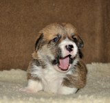 19 дней вельш корги пемброк, Loredge Agent Good Luck, питомник Лоредж
