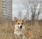 4,5 мес Loredge Amberynlea's Inspiration