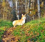 10 мес Loredge Amberynlea's Inspiration