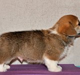 38 дней вельш корги пемброк, Loredge Agent Good Luck, питомник Лоредж