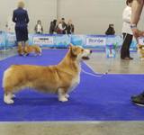 15 мес Loredge And Winner Take It All At Linvud