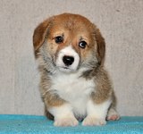 38 дней вельш корги пемброк, Loredge Agent Good Luck, питомник Лоредж